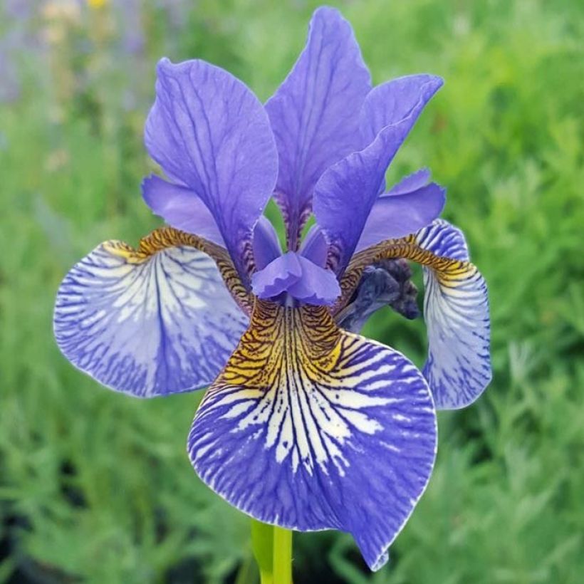 Iris sibirica Persimmon - Giaggiolo siberiano (Fioritura)
