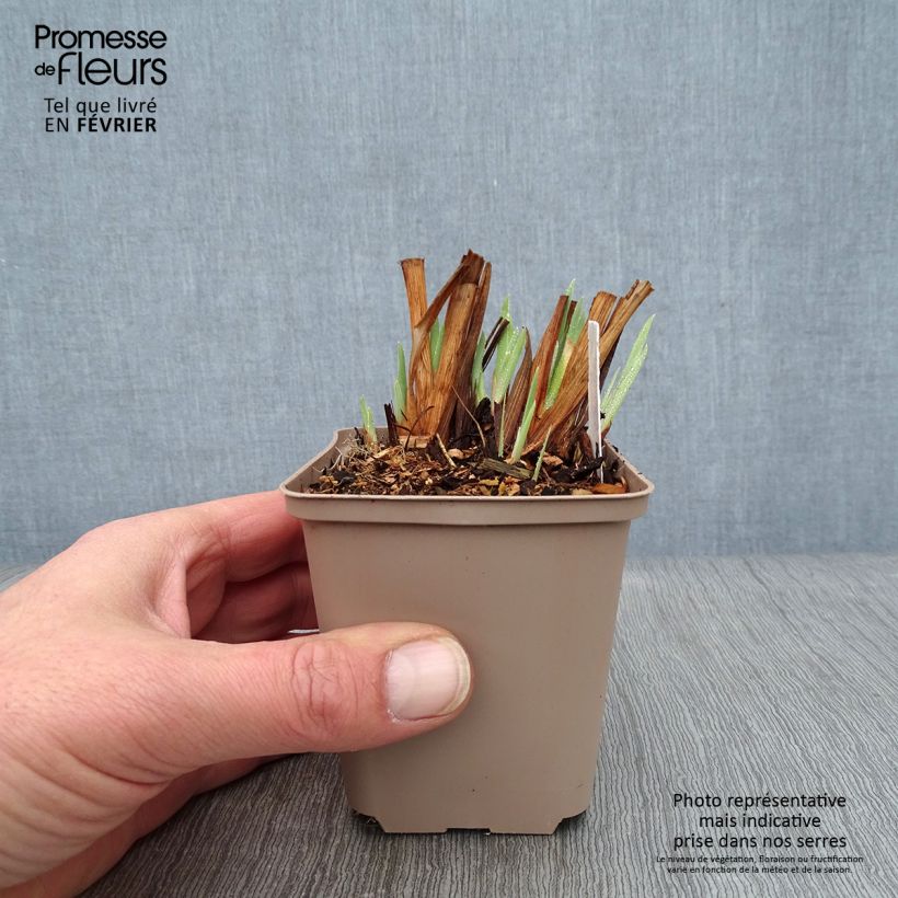 Iris sibirica Persimmon - Giaggiolo siberiano Vasetto da 8/9 cm esemplare consegnato in inverno