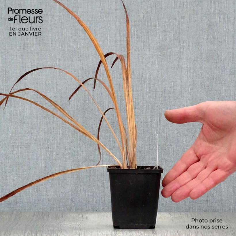 Iris sibirica Snow Queen - Giaggiolo siberiano Vasetto da 8/9 cm esemplare consegnato in inverno