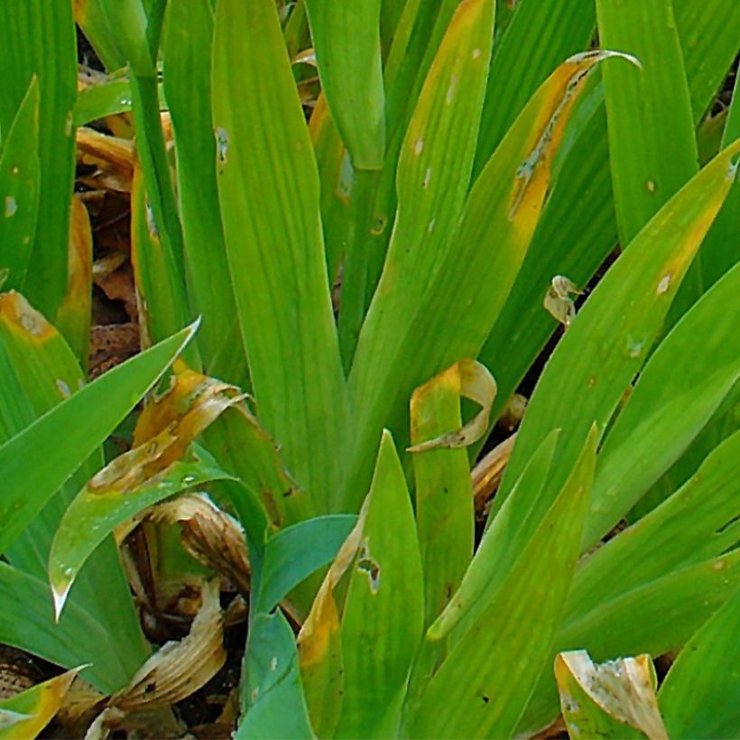 Iris tectorum - Giaggiolo dei tetti (Fogliame)