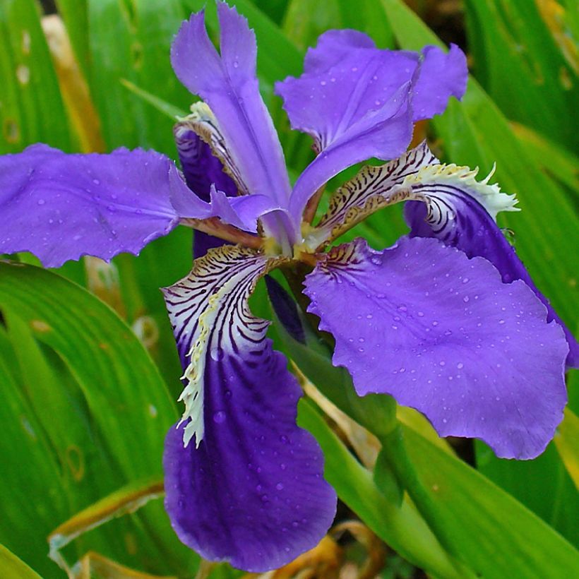 Iris tectorum - Giaggiolo dei tetti (Fioritura)