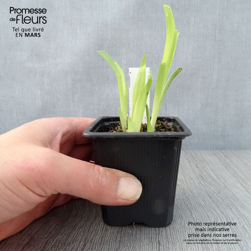 Iris tectorum - Giaggiolo dei tetti Vasetto da 8/9 cm esemplare consegnato in primavera