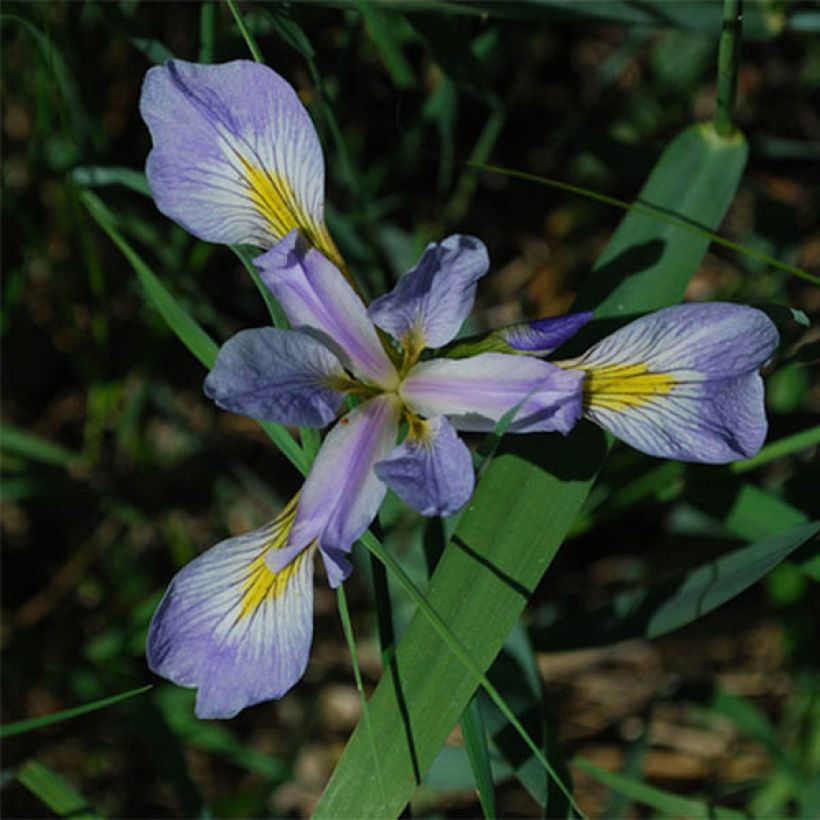 Iris versicolor - Giaggiolo (Fioritura)
