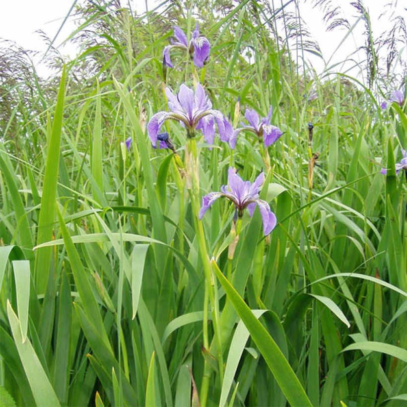 Iris versicolor - Giaggiolo (Porto)
