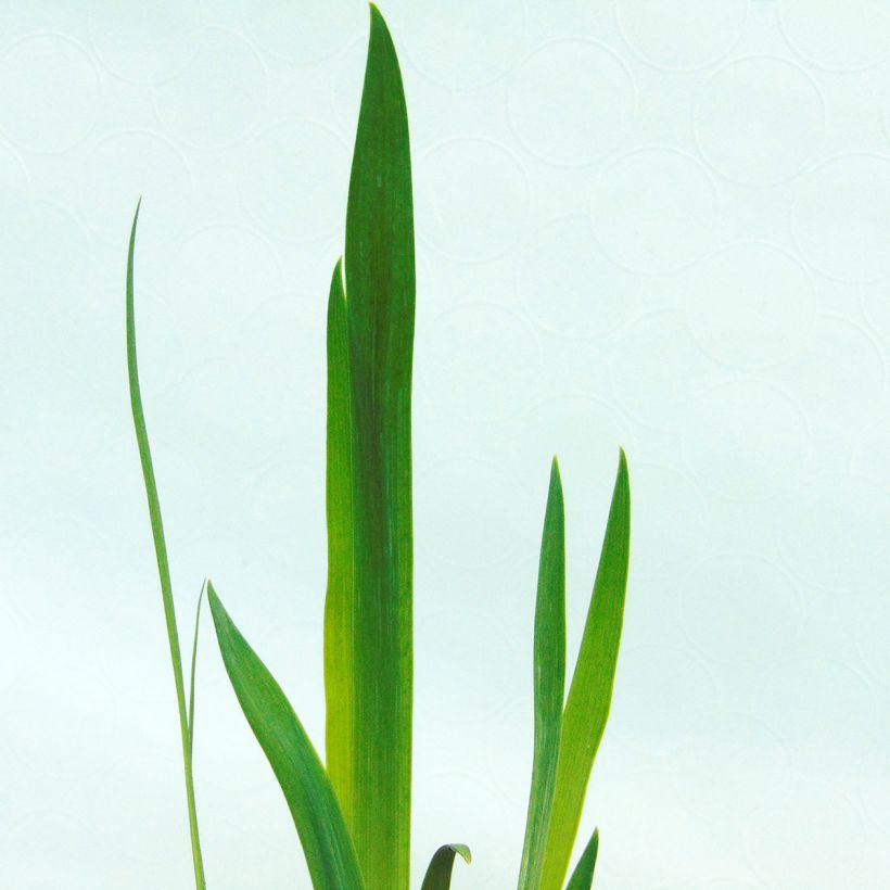 Iris versicolor - Giaggiolo (Fogliame)