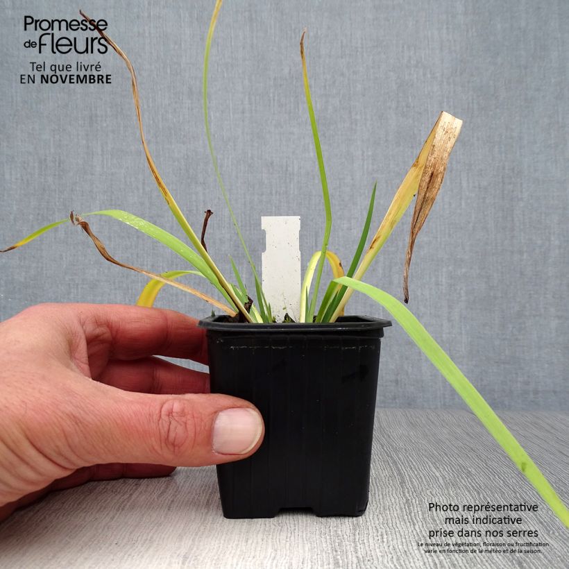 Esemplare di Iris versicolor - Giaggiolo Vasetto da 8/9 cm come consegnato in autunno