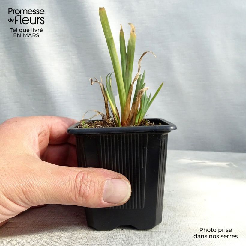 Iris versicolor - Giaggiolo Vasetto da 8/9 cm esemplare consegnato in inverno