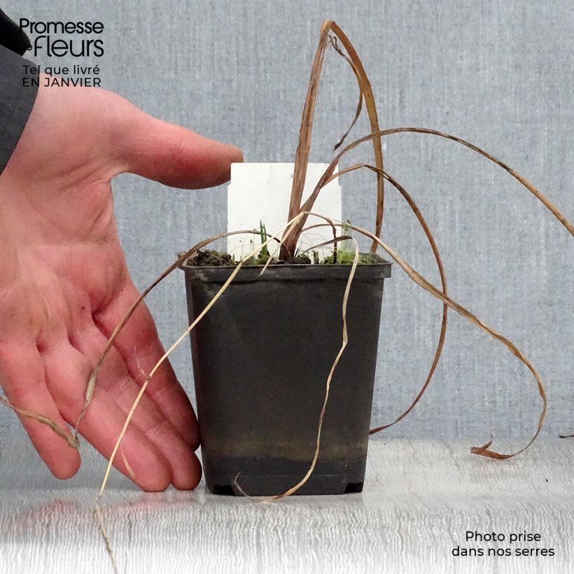 Iris versicolor Kermesina - Giaggiolo Vasetto da 8/9 cm esemplare consegnato in inverno