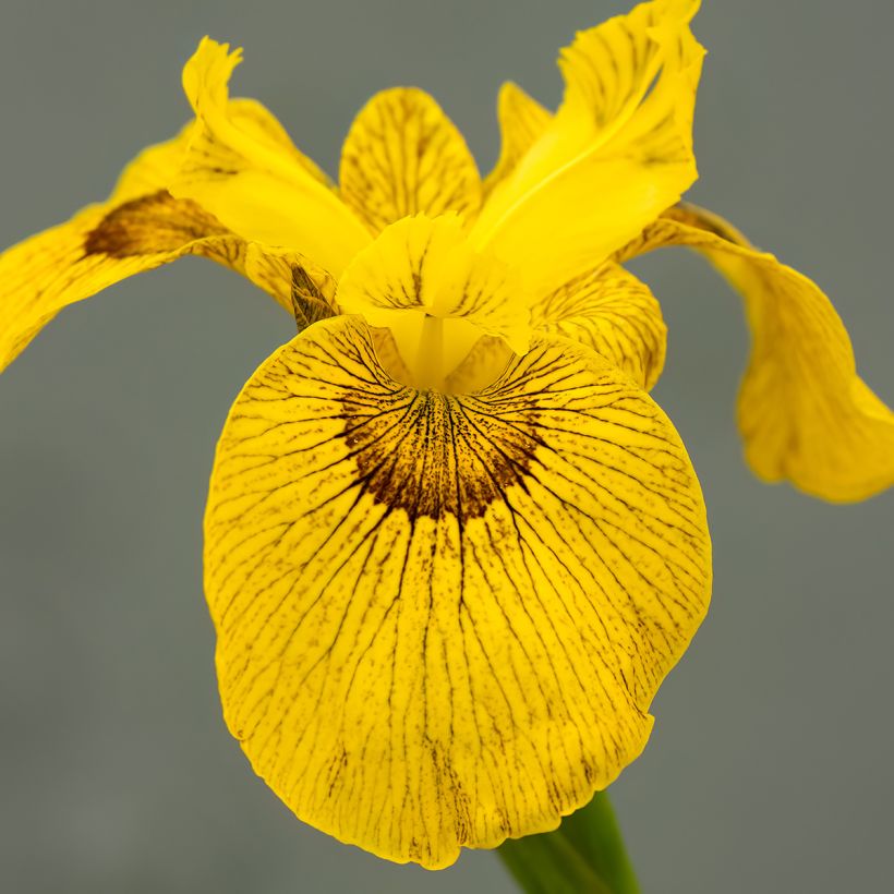 Iris Berlin Tiger - IGiaggiolo acquatico (Fioritura)