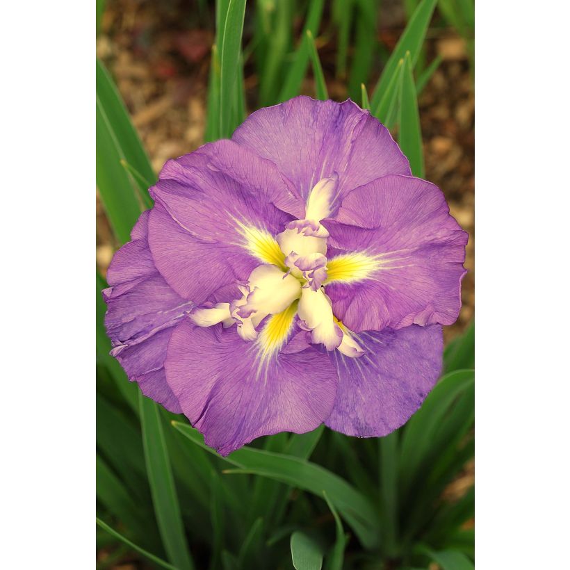 Iris ensata Center of Interest - Iris giapponese (Fioritura)