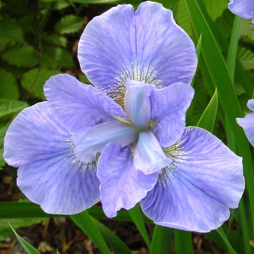 Iris sibirica Dear Delight - Giaggiolo siberiano (Fioritura)