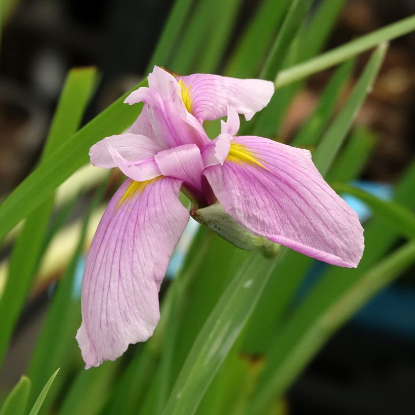 Iris laevigata Rose Queen - Iris giapponese (Fioritura)