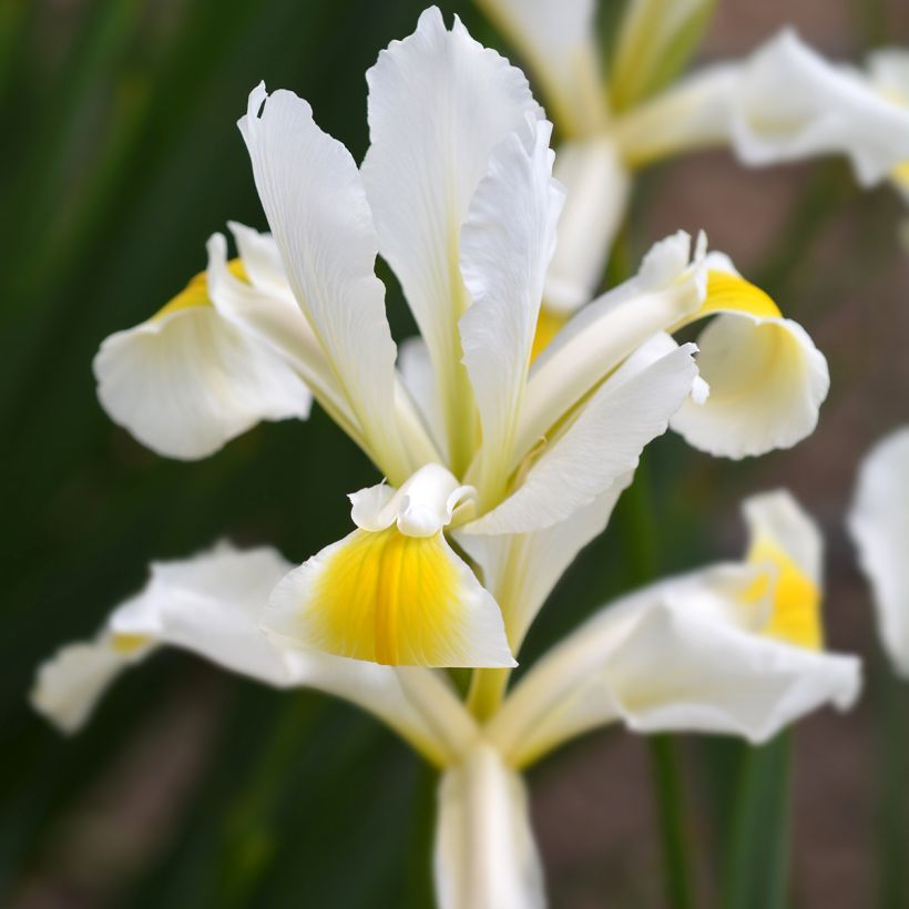 Iris ochroleuca  (orientalis) (Fioritura)