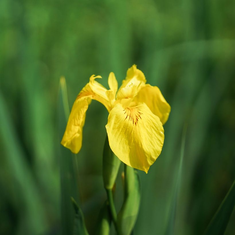 Iris pseudacorus Compact Form - Giaggiolo acquatico (Fioritura)