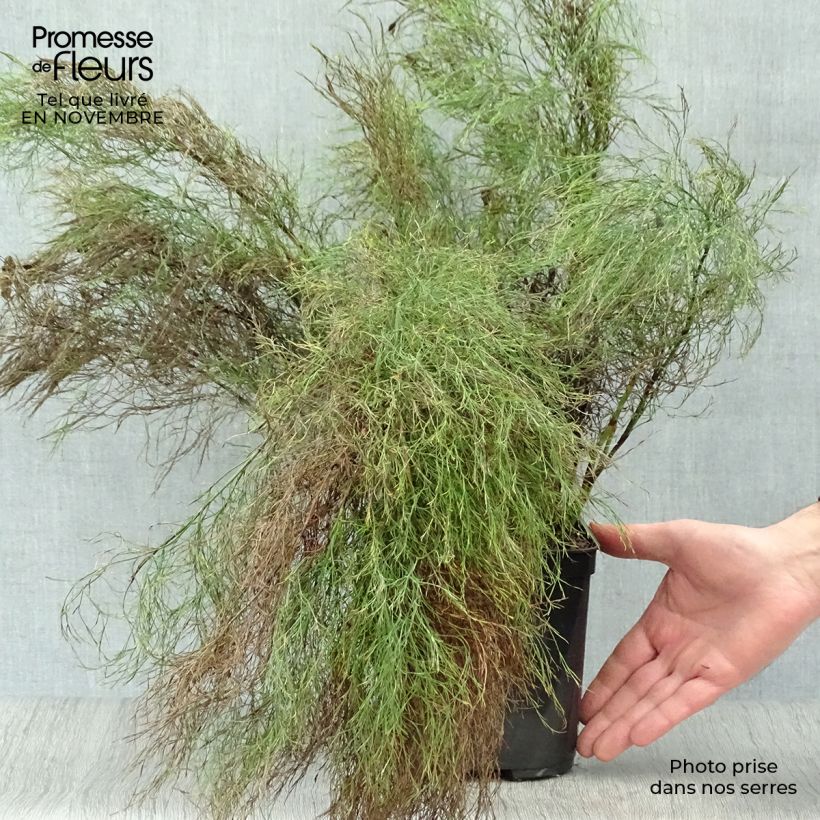 Esemplare di Ischyrolepis subverticillata Vaso da 2L/3L come consegnato in autunno