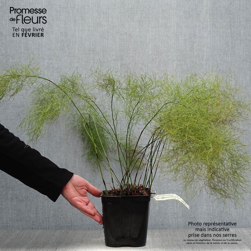 Ischyrolepis subverticillata Vaso da 2L/3L esemplare consegnato in inverno