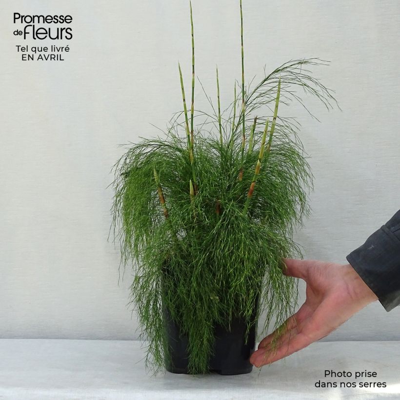Ischyrolepis subverticillata Vaso da 2L/3L esemplare consegnato in primavera
