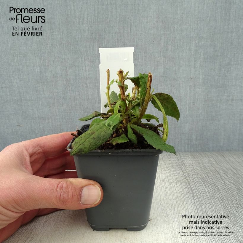 Isoplexis isabelliana Bella Vasetto da 8/9 cm esemplare consegnato in inverno