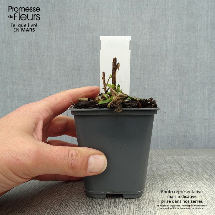 Isoplexis isabelliana Bella Vasetto da 8/9 cm esemplare consegnato in primavera