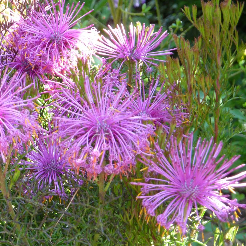 Isopogon formosus (Fioritura)