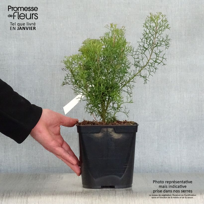 Isopogon formosus Vaso da 3L/4L esemplare consegnato in inverno