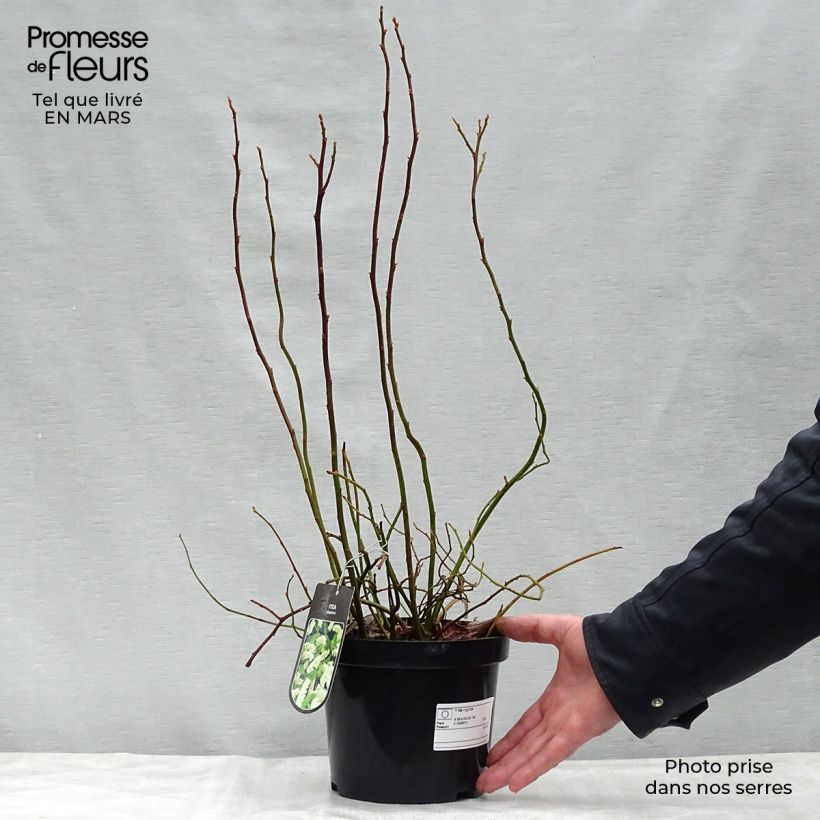 Itea virginica Vaso da 3L/4L esemplare consegnato in primavera