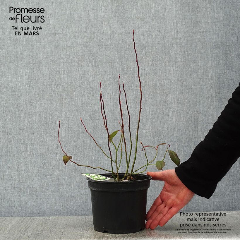 Itea virginica Vaso da 3L/4L esemplare consegnato in inverno