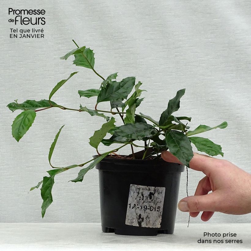 Itea ilicifolia Vaso da 2L/3L esemplare consegnato in inverno