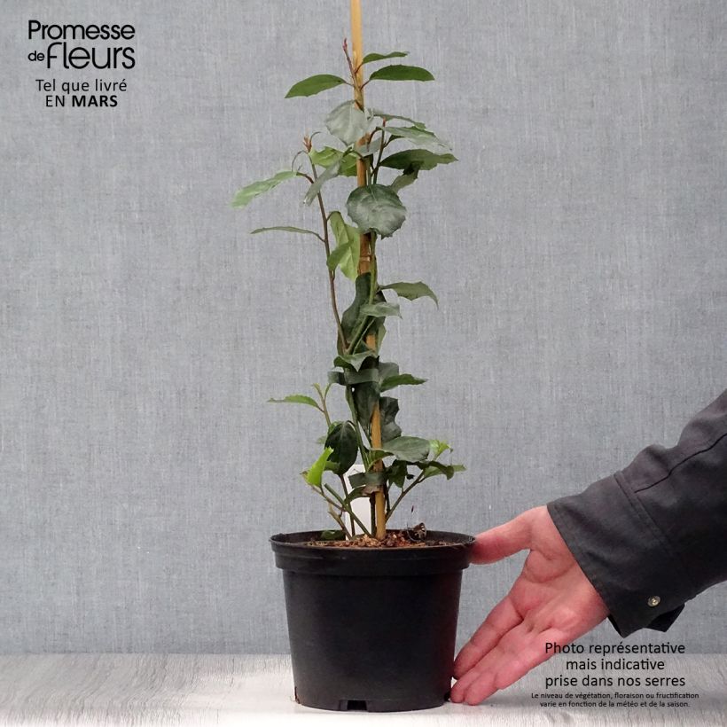 Itea ilicifolia Vaso da 2L/3L esemplare consegnato in primavera