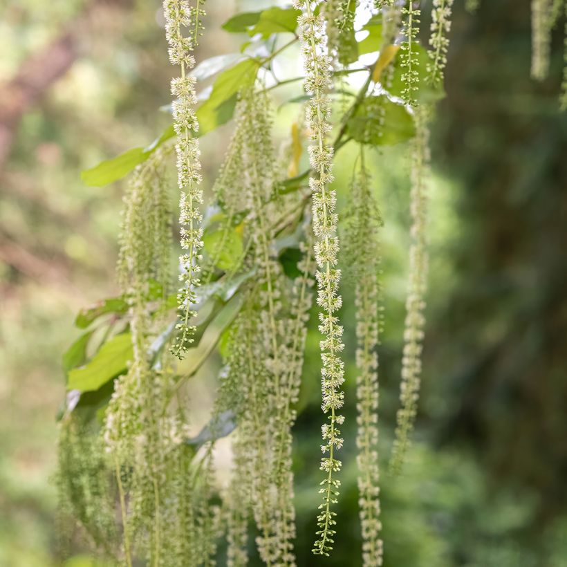 Itea ilicifolia (Fioritura)