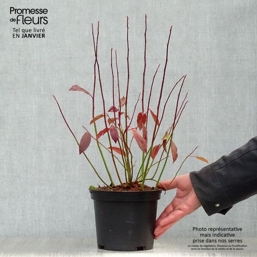 Itea virginica Henry's Garnet Vaso da 2L/3L esemplare consegnato in inverno