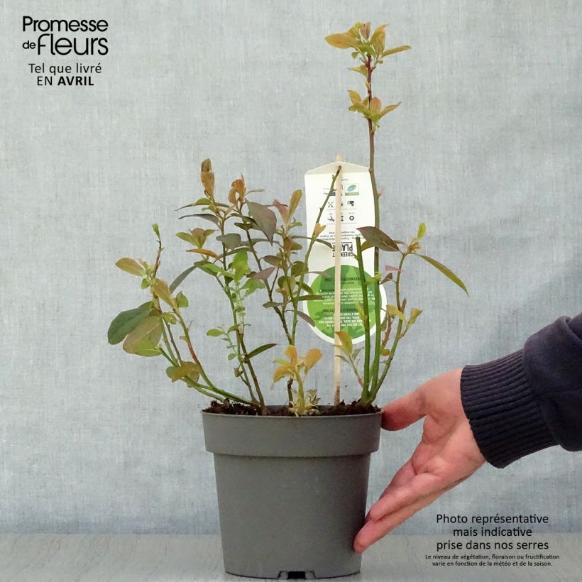 Itea virginica Henry's Garnet Vaso da 2L/3L esemplare consegnato in primavera