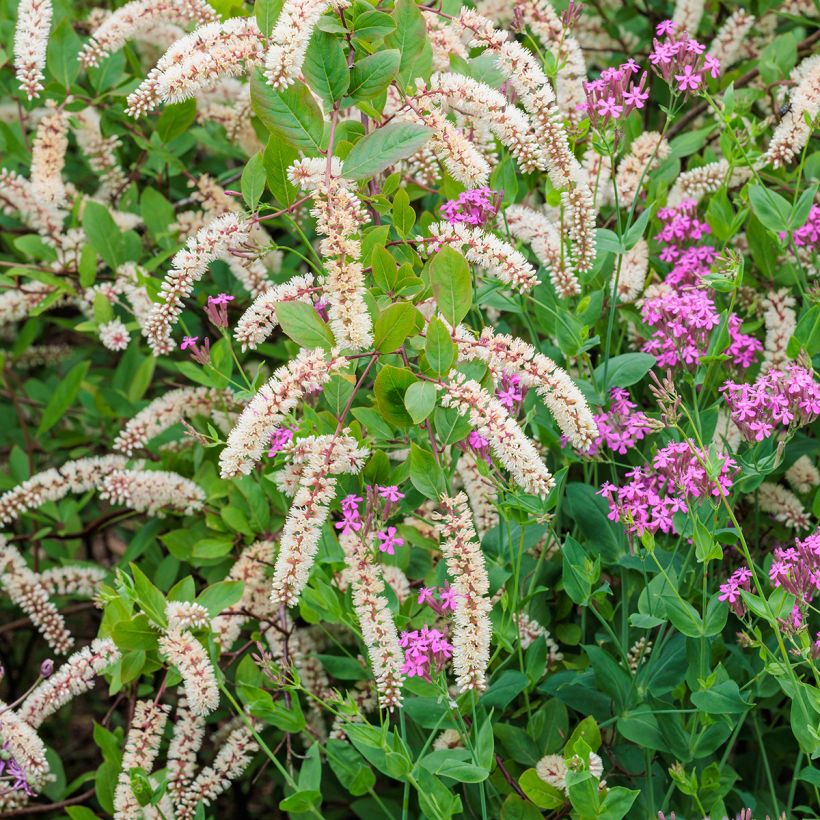 Itea virginica (Fioritura)