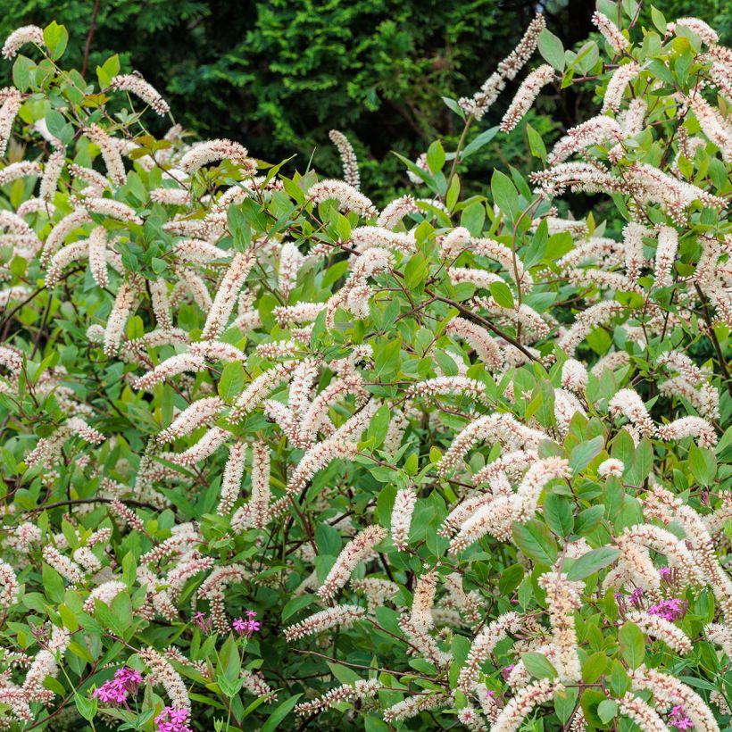 Itea virginica (Porto)