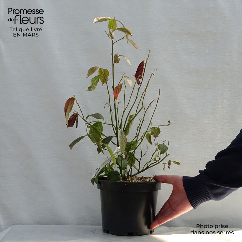 Itea virginica Little Henry Vaso da 3L/4L esemplare consegnato in primavera