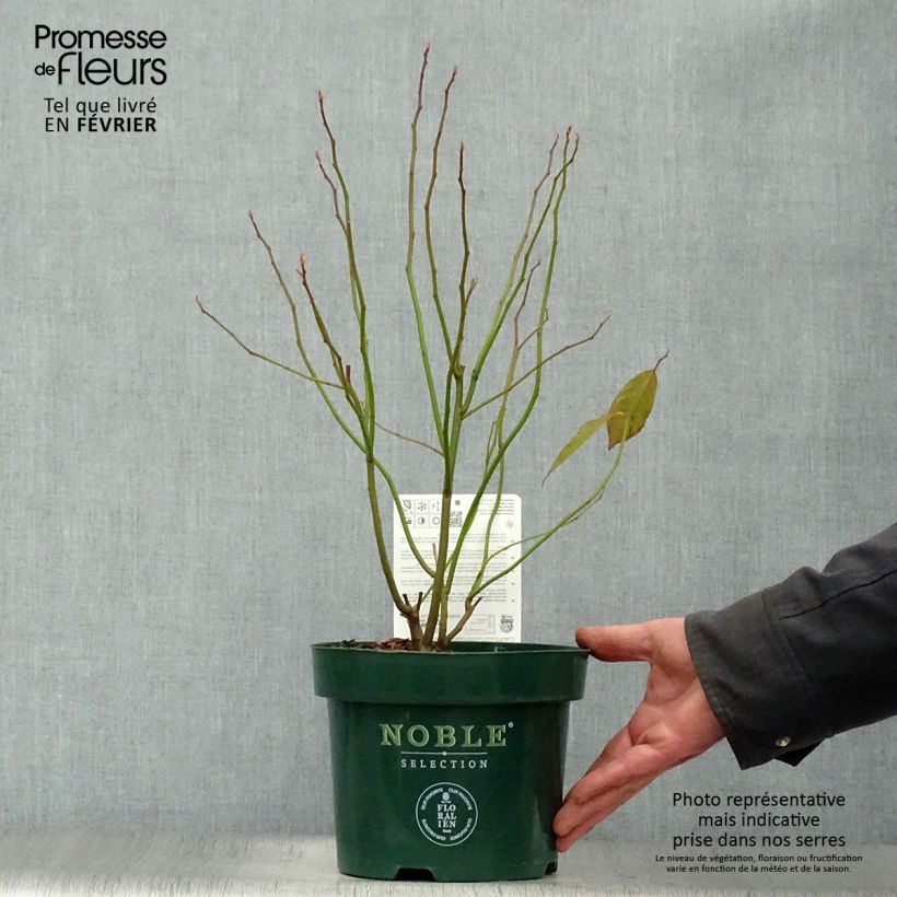 Itea virginica Little Henry Vaso da 3L/4L esemplare consegnato in inverno