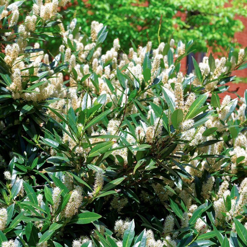 Itea virginica Little Henry (Fogliame)