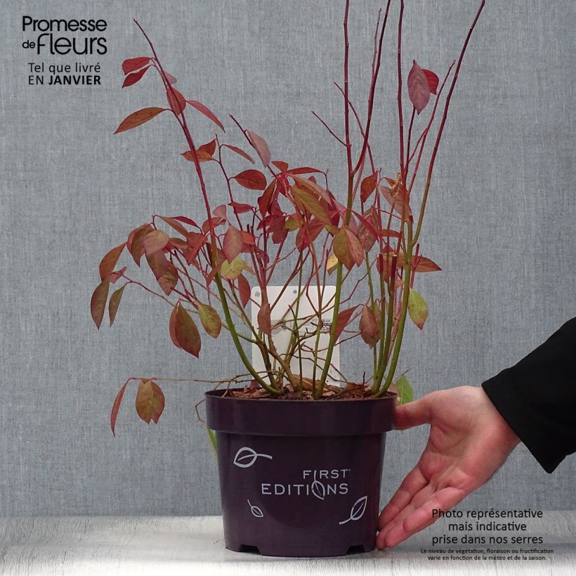 Itea virginica Love Child Vaso da 2L/3L esemplare consegnato in inverno