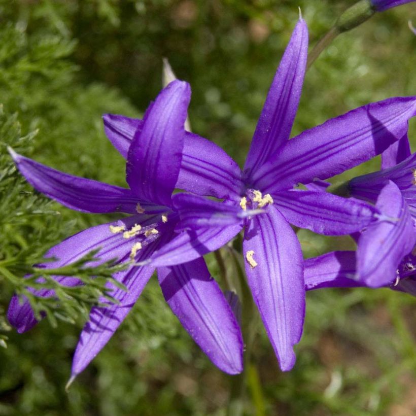 Ixiolirion tataricum (Fioritura)