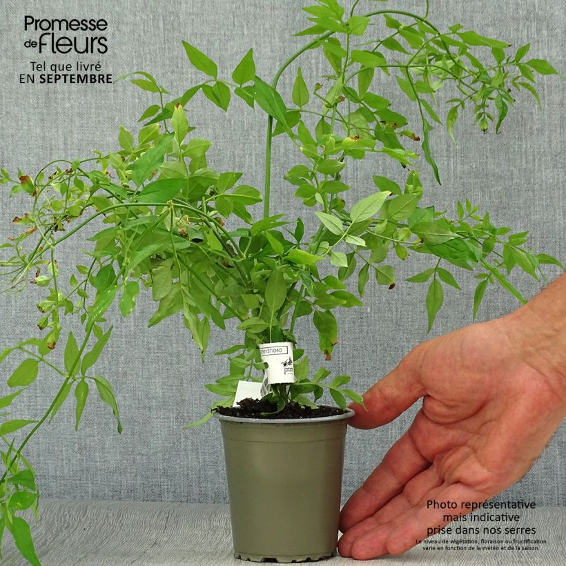 Esemplare di Jasminum officinale - Gelsomino comune Vasetto da 8/9 cm come consegnato in autunno