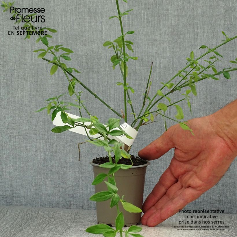 Esemplare di Jasminum nudiflorum - Gelsomino d'inverno Vasetto da 8/9 cm come consegnato in autunno