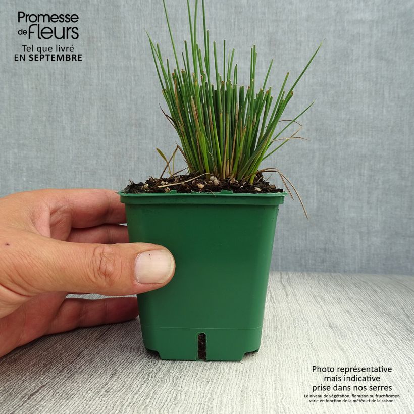 Esemplare di Juncus inflexus Blue Dart - Giunco tenace Vasetto da 8/9 cm come consegnato in autunno