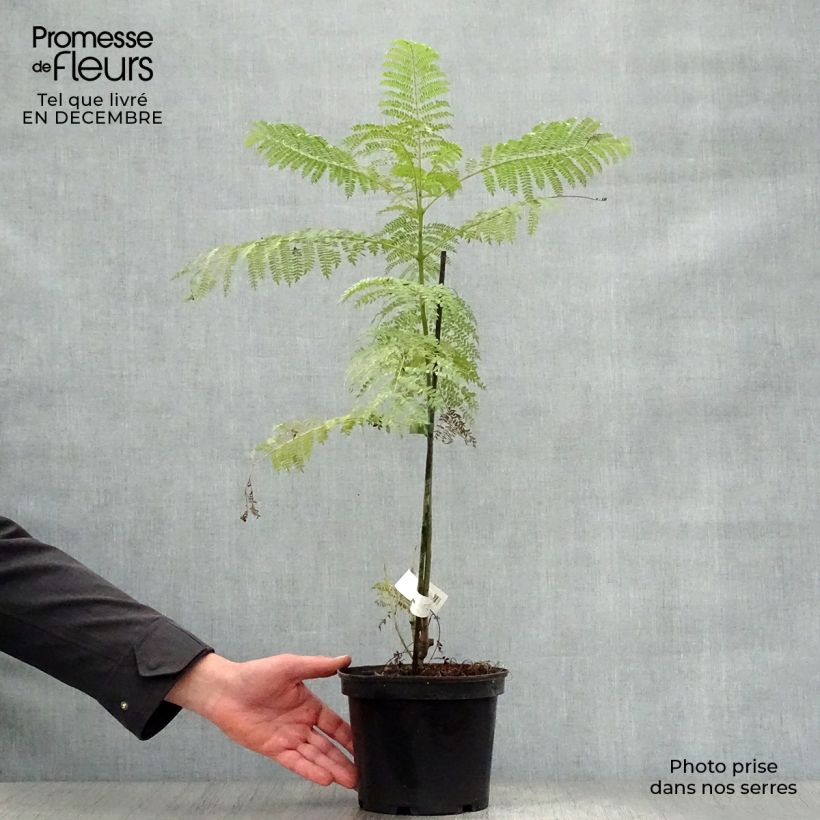 Jacaranda mimosifolia Vaso da 4L/5L esemplare consegnato in inverno