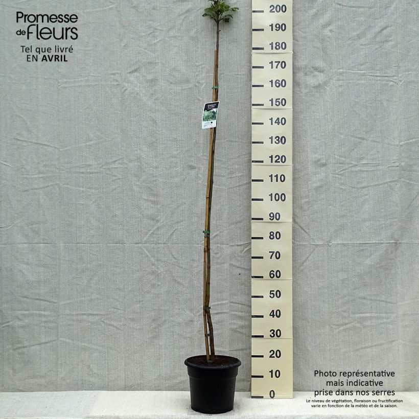 Jacaranda mimosifolia Vaso da 7,5L/10L esemplare consegnato in primavera