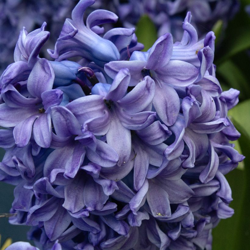 Giacinto Delft Blue - Hyacinthus (Fioritura)