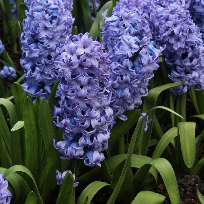 Giacinto Delft Blue - Hyacinthus (Porto)