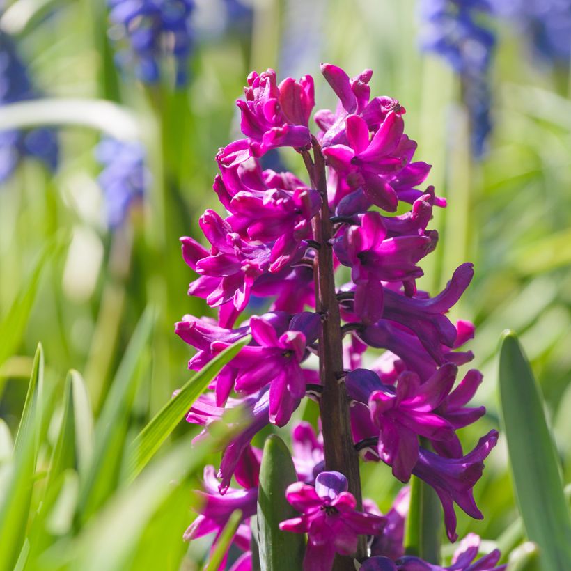 Giacinto Woodstock - Hyacinthus (Fioritura)