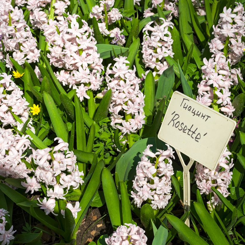 Giacinto Rosette - Hyacinthus (Porto)