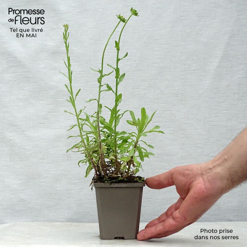 Jasione laevis Blaulicht Vasetto da 8/9 cm esemplare consegnato in primavera