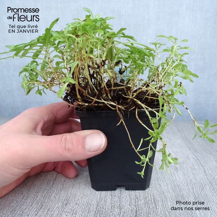 Jasione laevis Blaulicht Vasetto da 8/9 cm esemplare consegnato in inverno